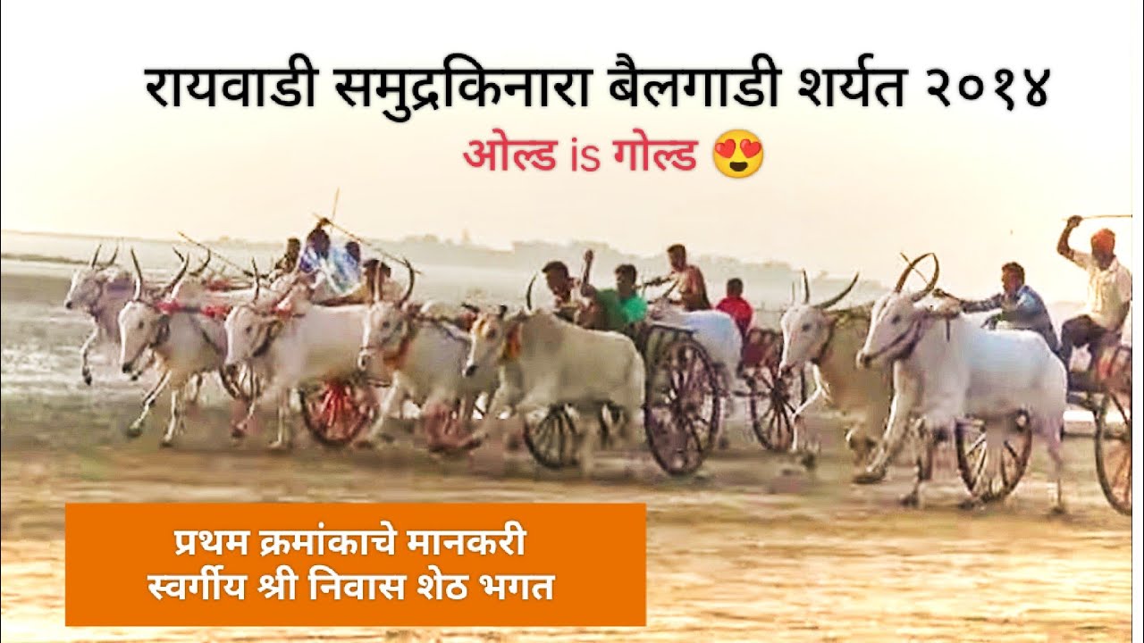 रायवाडी समुद्रकिनाऱ्यावर असणाऱ्या बैलगाडी शर्यत २०१४ // एक जुनी आठवण 😍
