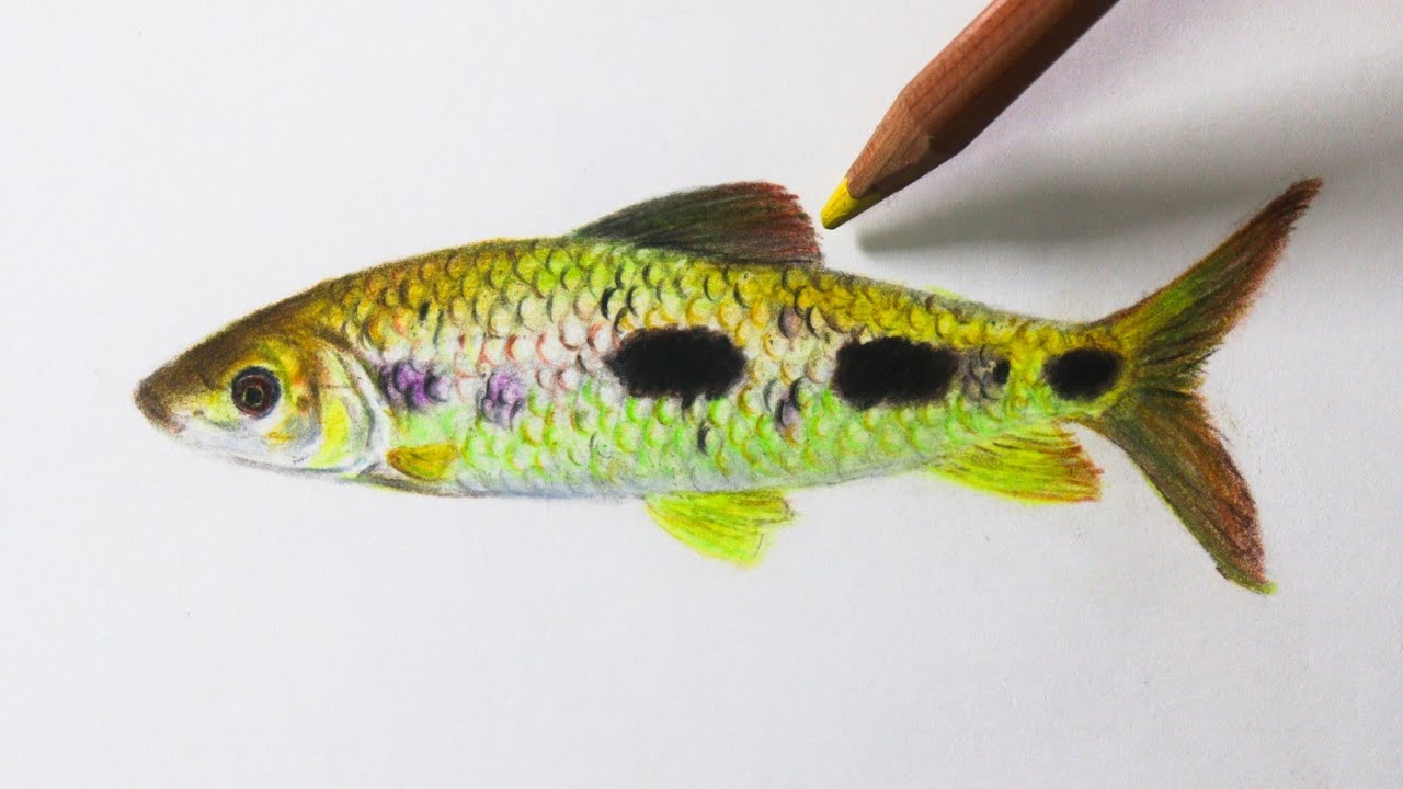 Como Desenhar um Peixe Piau 3 Pintas (Tutorial Completo) NARRADO