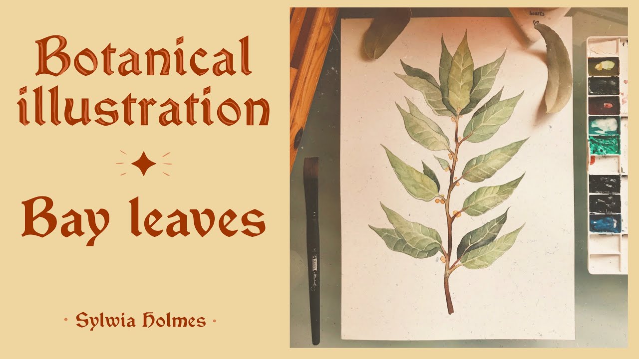 BAY LEAVES 🌼🍃 Botanical watercolor painting