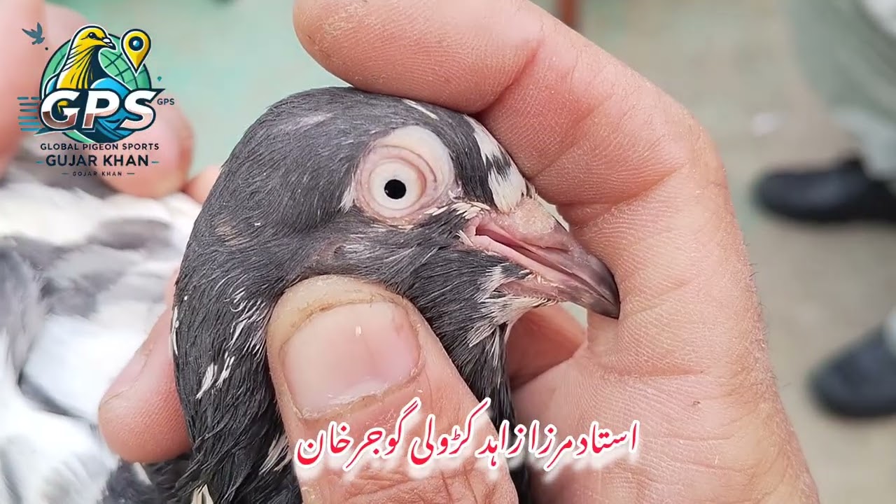 استاد مرزا زاہد کڑولی گوجرخان 