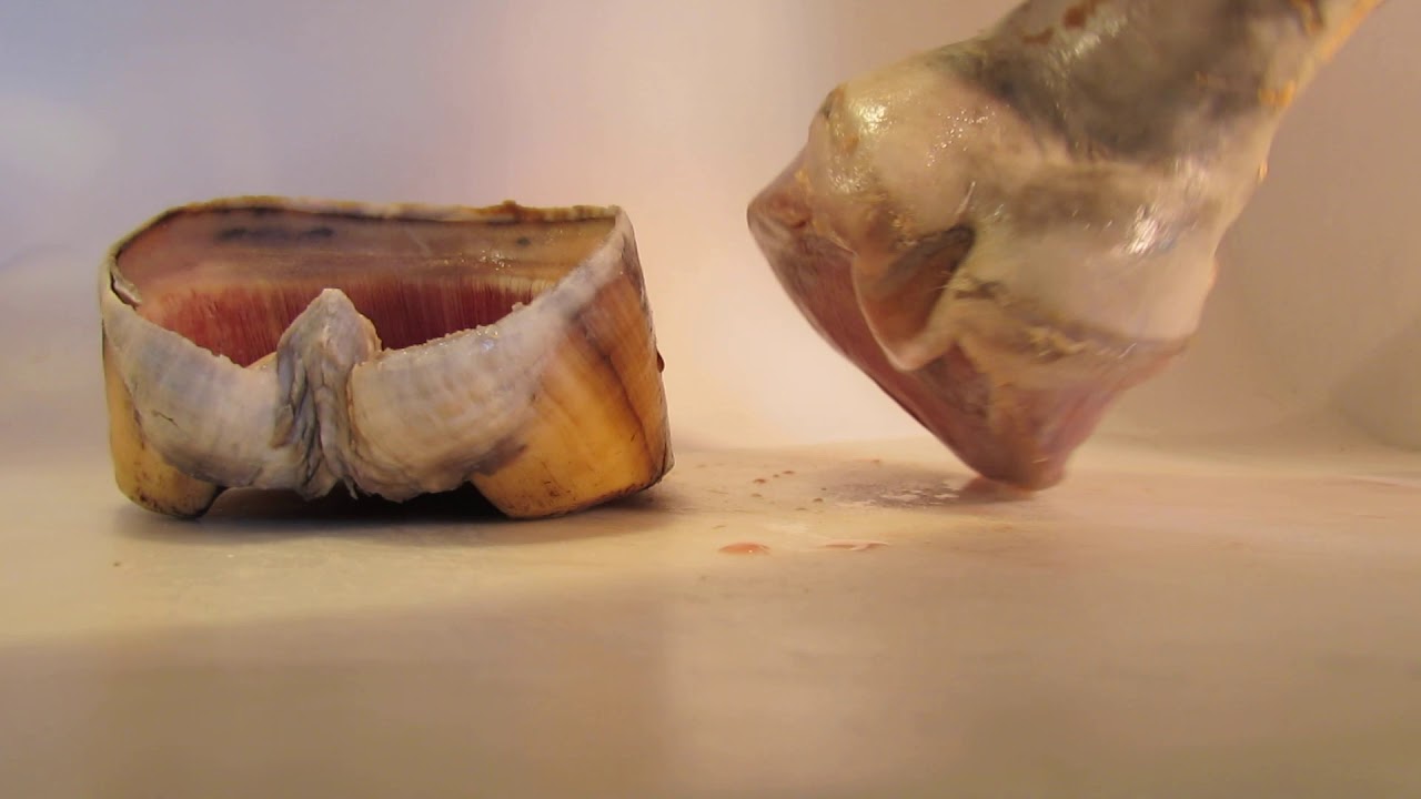 The Internal Foot of the Horse.