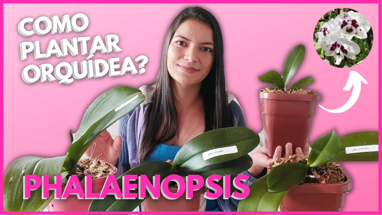 COMO PLANTAR ORQUÍDEA PHALAENOPSIS EM VASO? | Dicas de Cultivo e substrato para a Phalaenopsis?