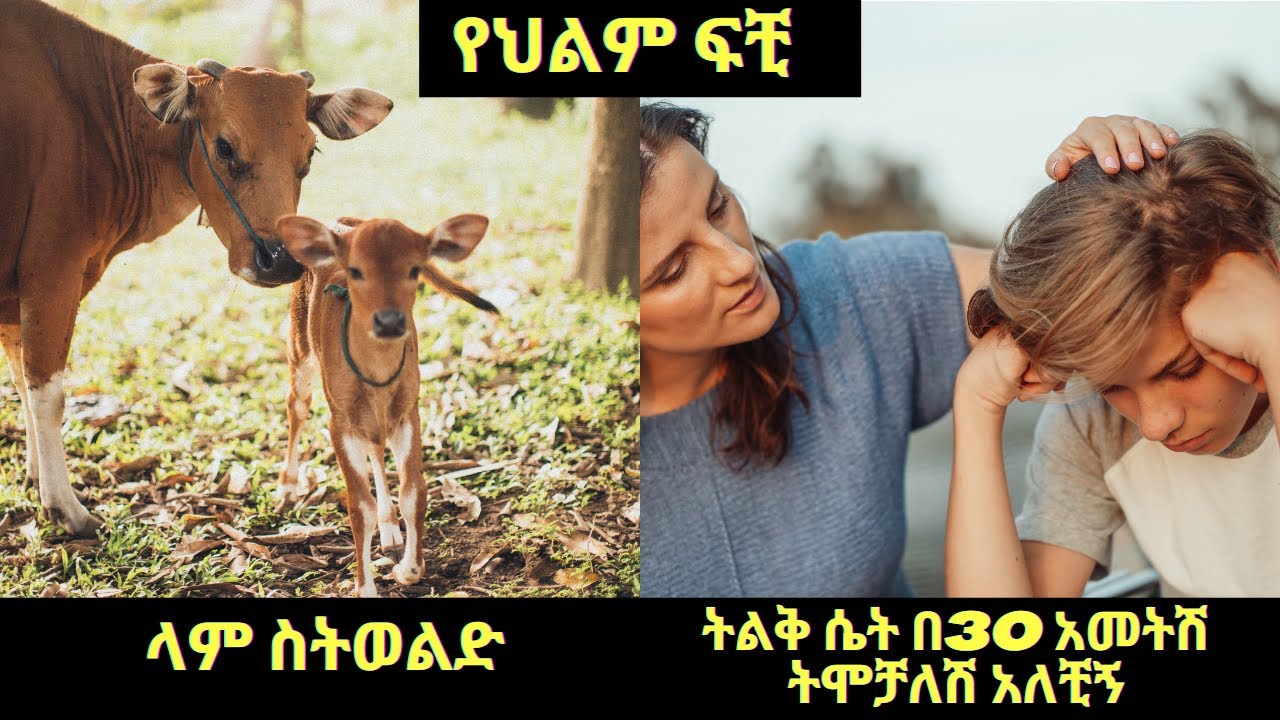 ላም ስትወልድ ማየት / ትልቅ ሴት በ30 አመትሽ ትሞቻለሽ አለቺኝ Part three