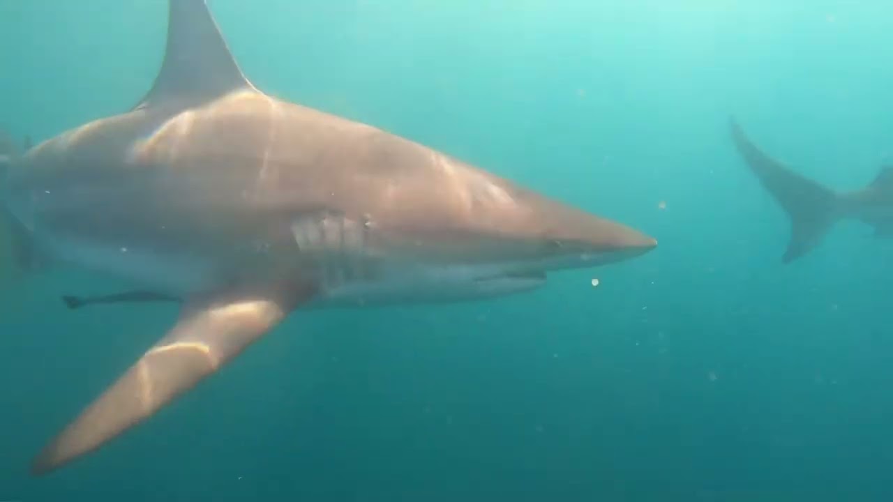 Swim with Sharks with  @AdamDoesAll  #adamdoesall #ishowspeed #babyshark #sharks #swimwithsharks 