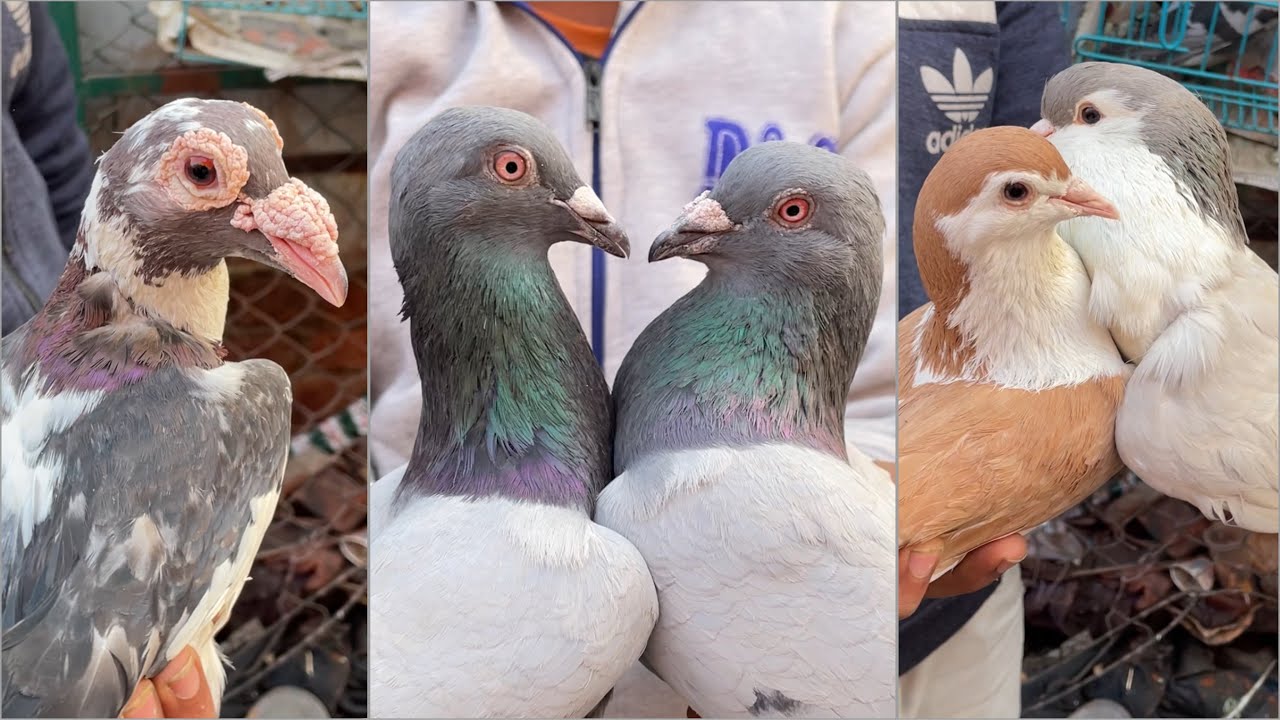 jama masjid kabootar market delhi 05/01/2025 kabutar market Delhi white pigeons
