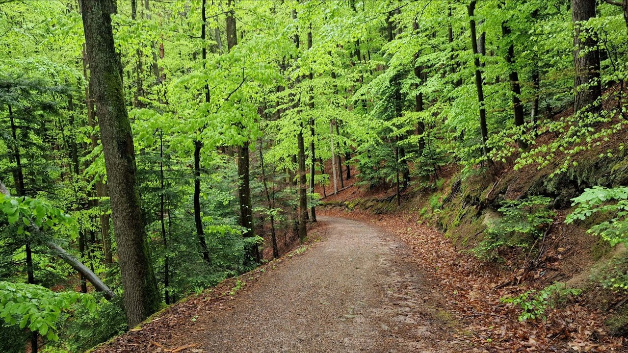 Spaziergang bei Regenwetter 🌲👣🌂 von Zell-Weierbach zur Hirschquelle u. zum Hohes-Horn-Turm