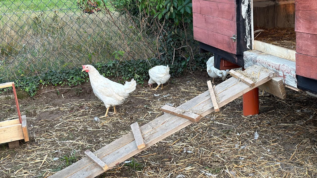 1 dzień z kurami. Dlaczego kury Leghorn ? Atak na kury 🙀