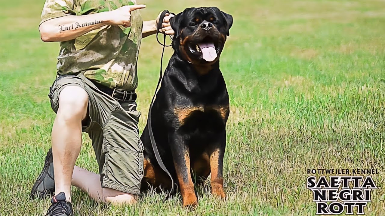 Negro Saetta Negri Rott - IFR World Champion 2022 - FCI World Winner 2021
