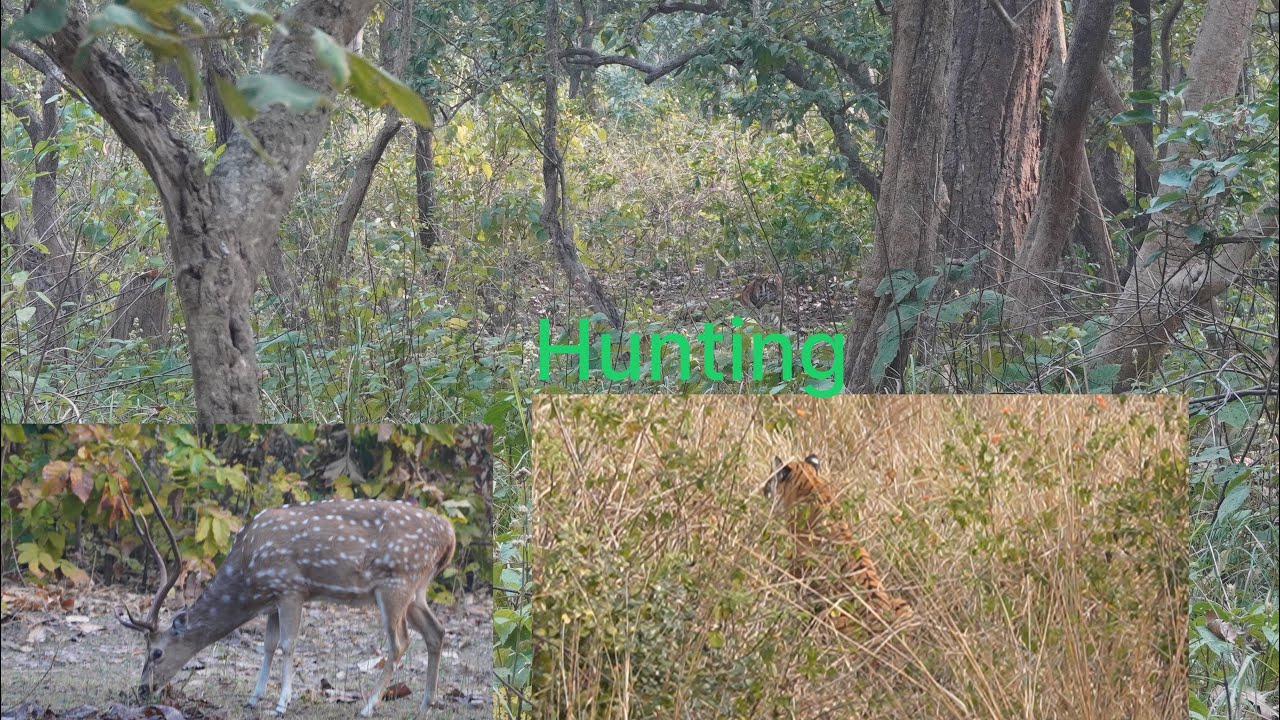 Tiger deer ko hunt karte hue # Gopal #Jim #corbett# deers # tiger # hunting # failed 