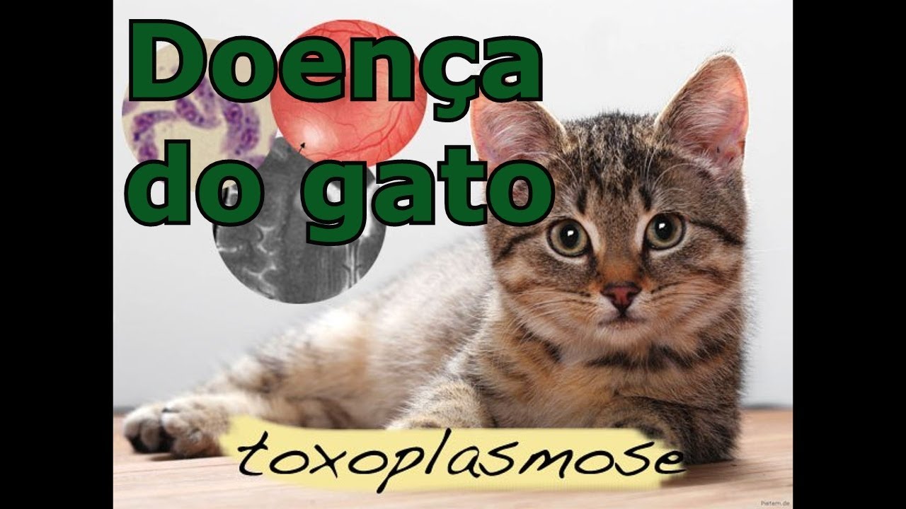 Doen&ccedil;a do Gato. Veterin&aacute;rio Marcelo Zulato explica sobre Toxoplasmose