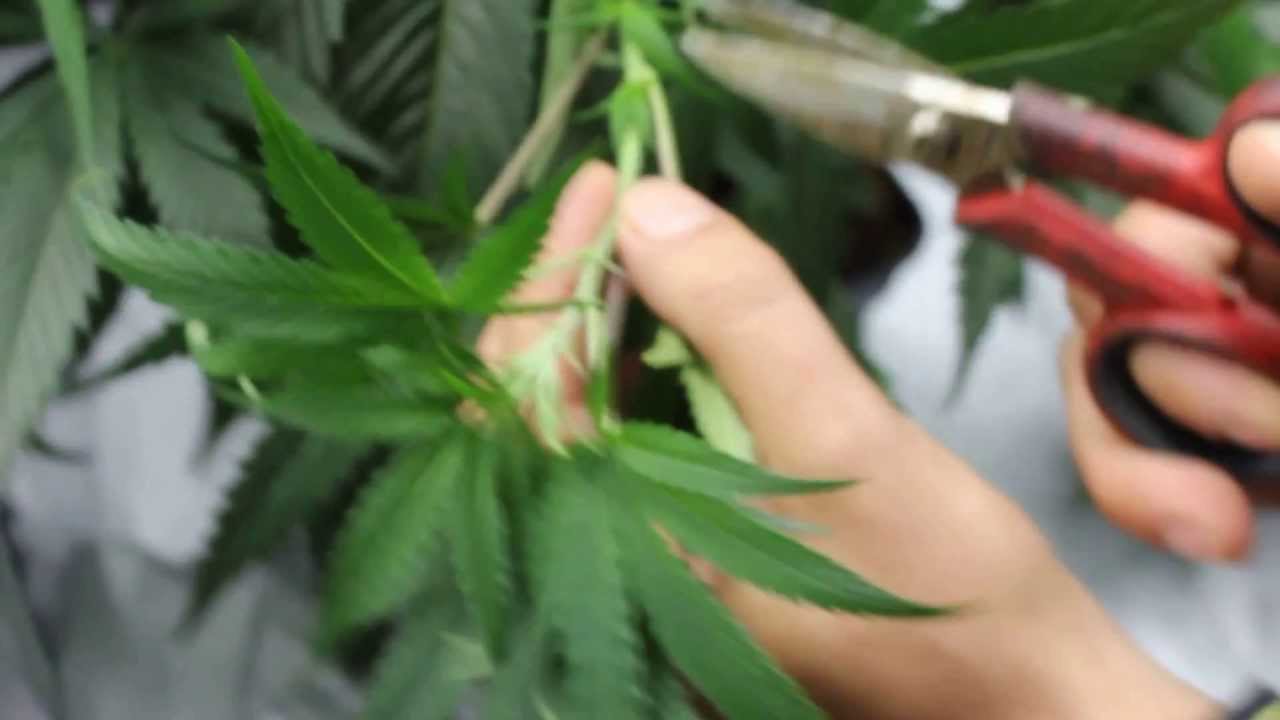 COMO CORTAR UN ESQUEJE DE MARIHUANA