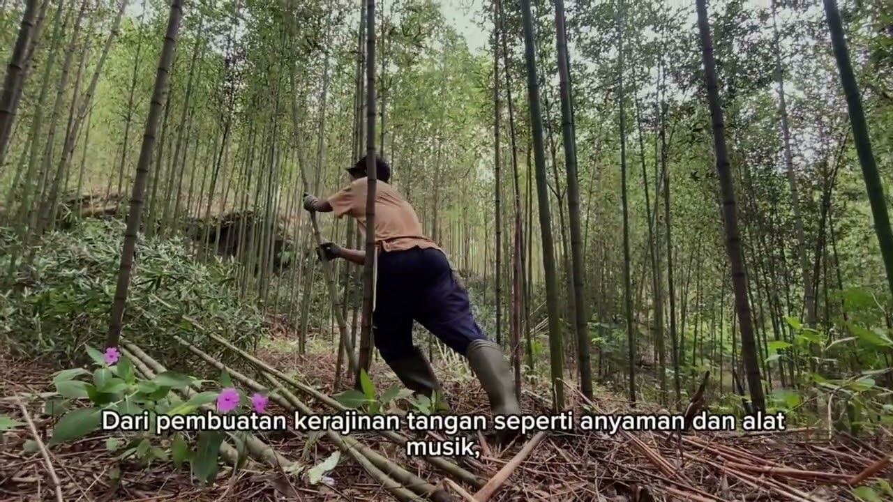 BAMBU CENDANI ( Bambu yang di budidayakan di Desa Kalibening Kab. Banjarnegara )