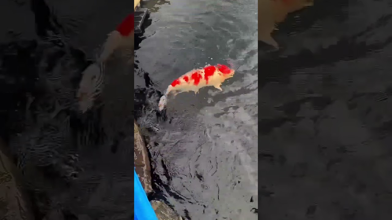Monster Kohaku in My Pond