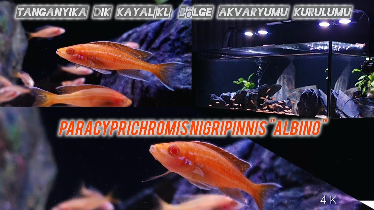 📽Paracyprichromis Nigripinnis 