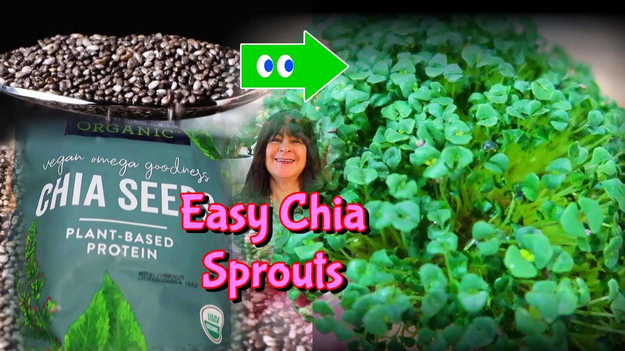Chia Seed Sprouts / Microgreens the EASY way