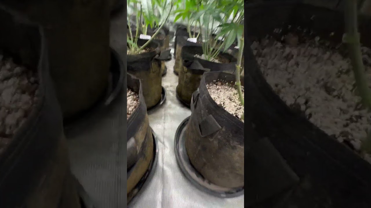 Keeping my medical marijuana garden cleaner than your &ldquo;rec weed&rdquo; from the store. #homegrown #420