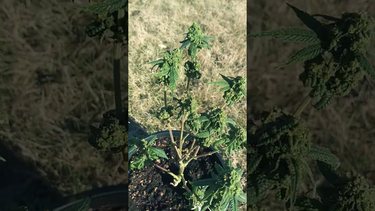 Critical Kush