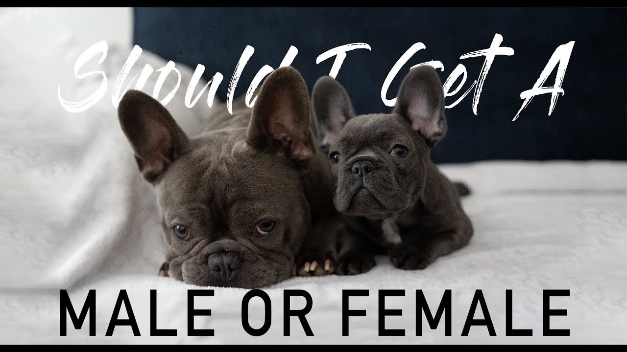 Should I get a MALE or FEMALE PUPPY  French Bulldog  Gender Differences