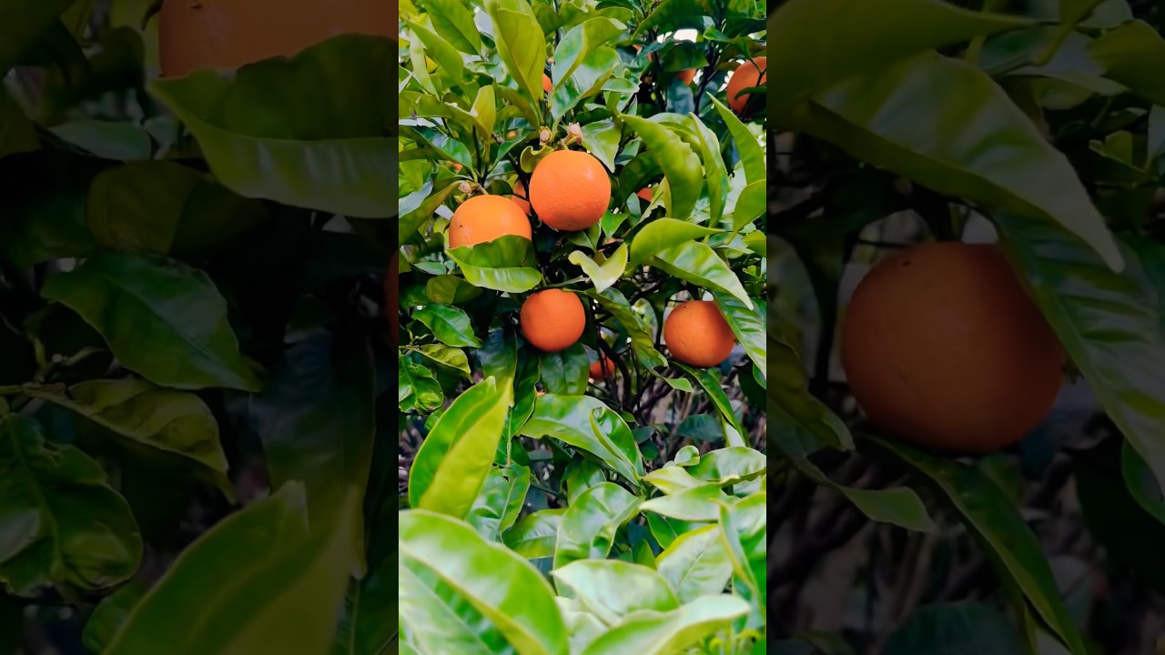 Oranges season in Newzealand #youtubeshorts #shorts #viralshorts #ytshorts #oranges#nzvlogger
