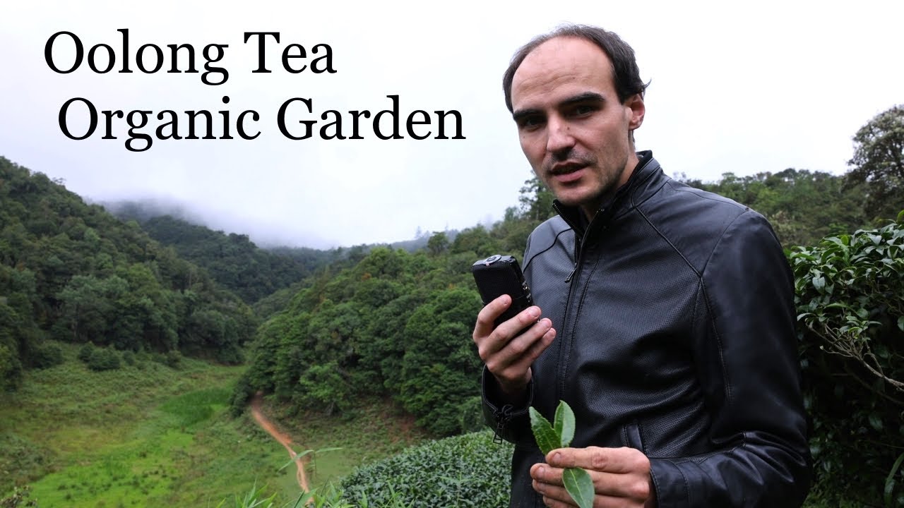 Exploring an organic oolong tea garden in Yunnan