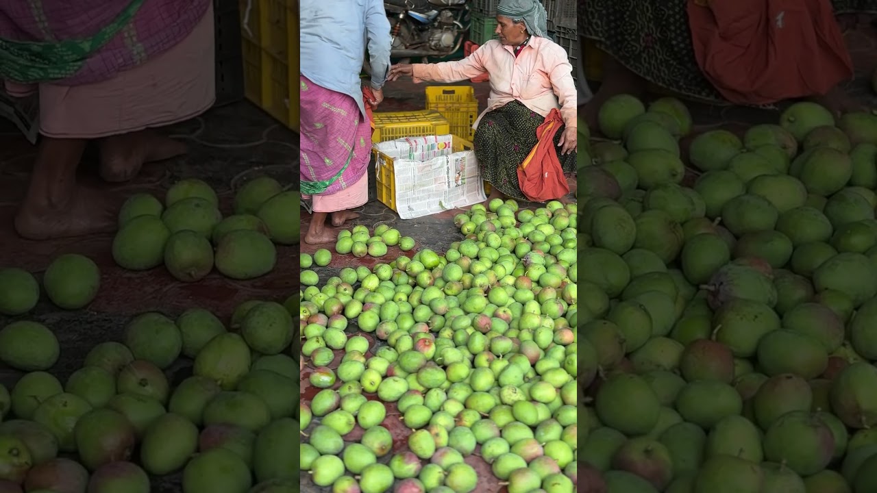 The Real Journey of a Premium Mango 🚜🥭 | Mangry24 Behind the Scenes