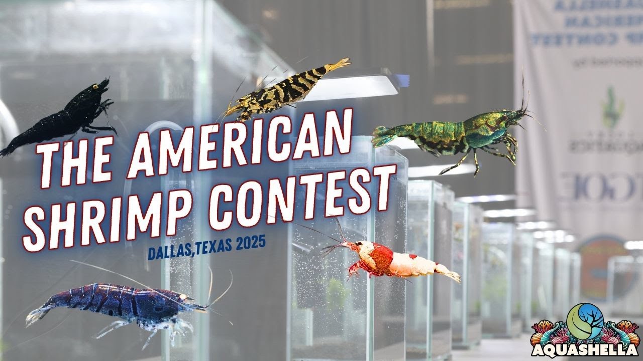 The American Shrimp Contest Dallas 2025 Results