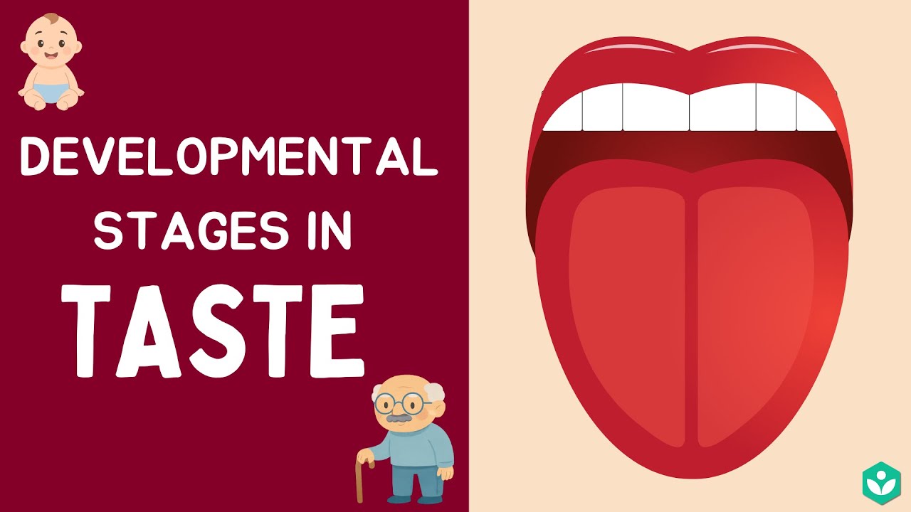 Developmental Stages in Taste | Sense organs | Class 9 | Biology | Telangana | Khan Academy
