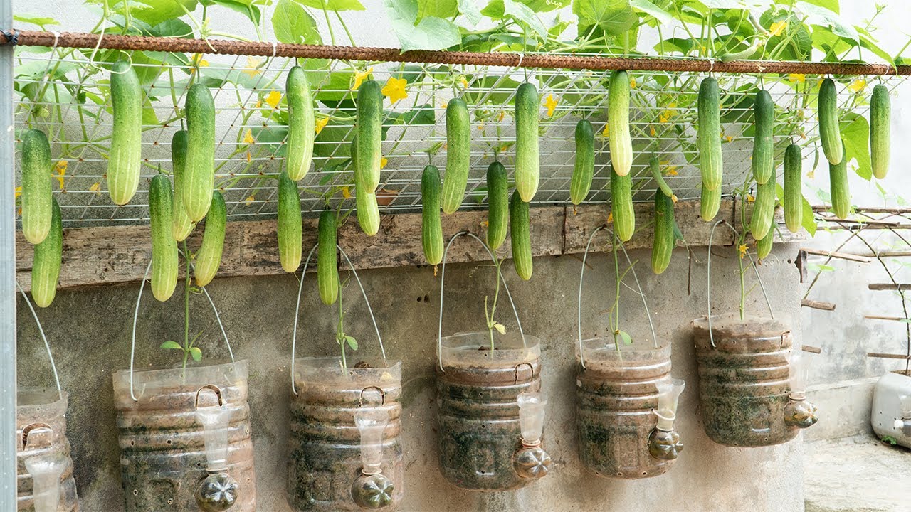 Everyone Laughed at My Hanging Cucumber Trick — Until They Saw the Harvest 100 Kg