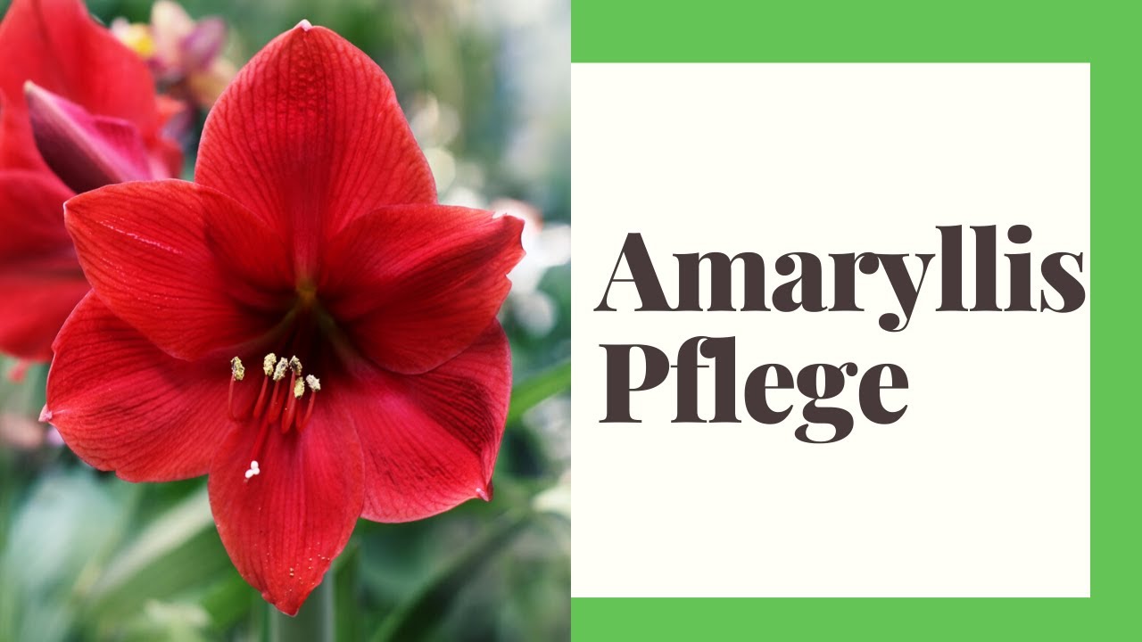 Amaryllis Pflege - So geht's