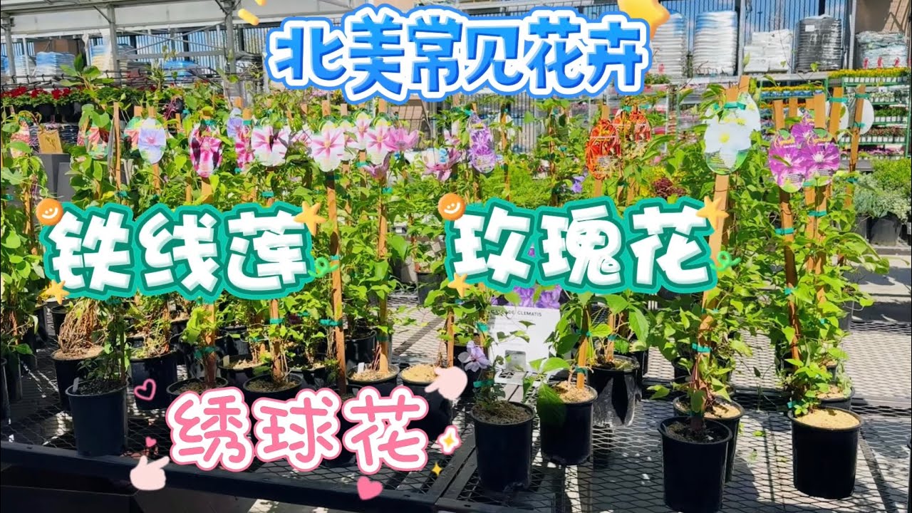 五月，Rona 的各种花卉。【莎拉养花】