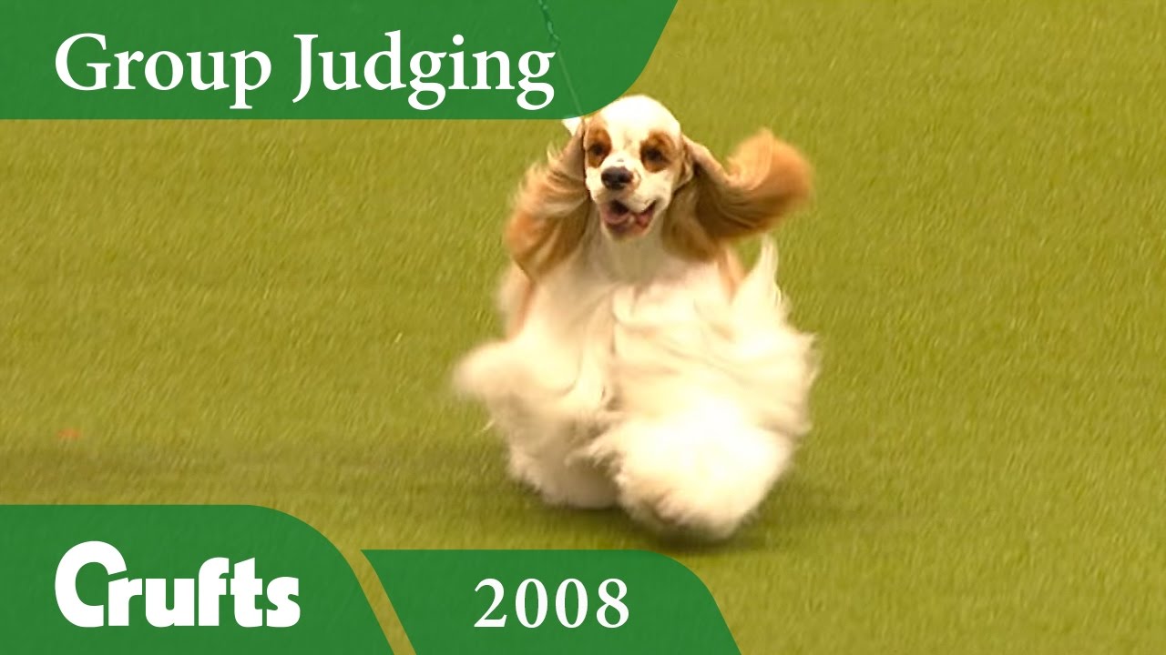 American Cocker Spaniel wins the Gundog Group Judging at Crufts 2008 | Crufts Dog Show