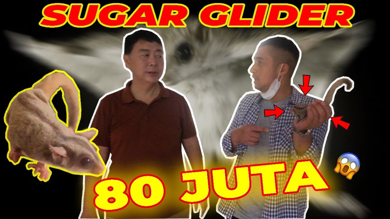 JENIS BARU SUGAR GLIDER DITEMUKAN DISINI. HARGA AUTO SELANGIT..!!