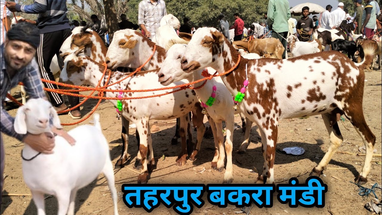 मंगल बाज़ार !! 21/11/2023 !! Taharpur Bakra Mandi Moradabad UP live update with price