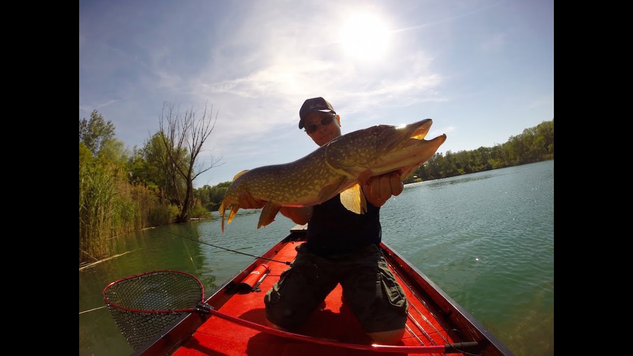 Ever Green Int. KICKER BUG - Vienna City Fishing
