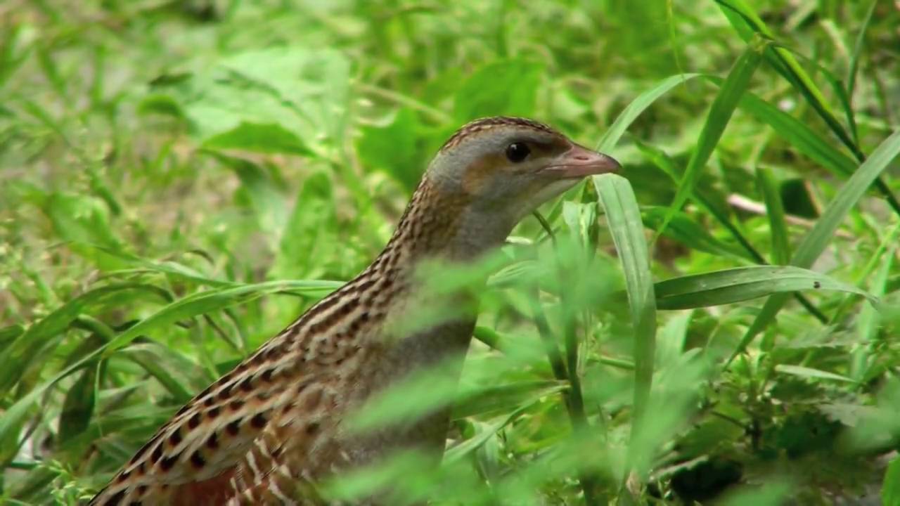 The corncrake (Crex Crex)