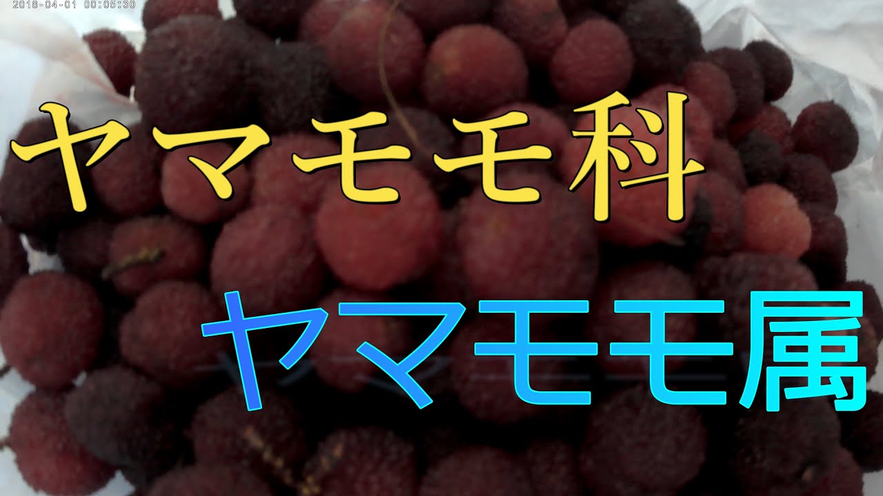 こんな果実酒いかが？【ヤマモモ酒2020】《料理》〈自炊〉【おうちごはん】