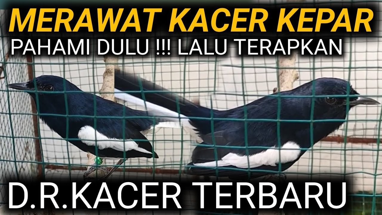 KEPAR KEPAR KACER CARA MEMAHAMI RAWATAN KACER | DR KACER TERBARU