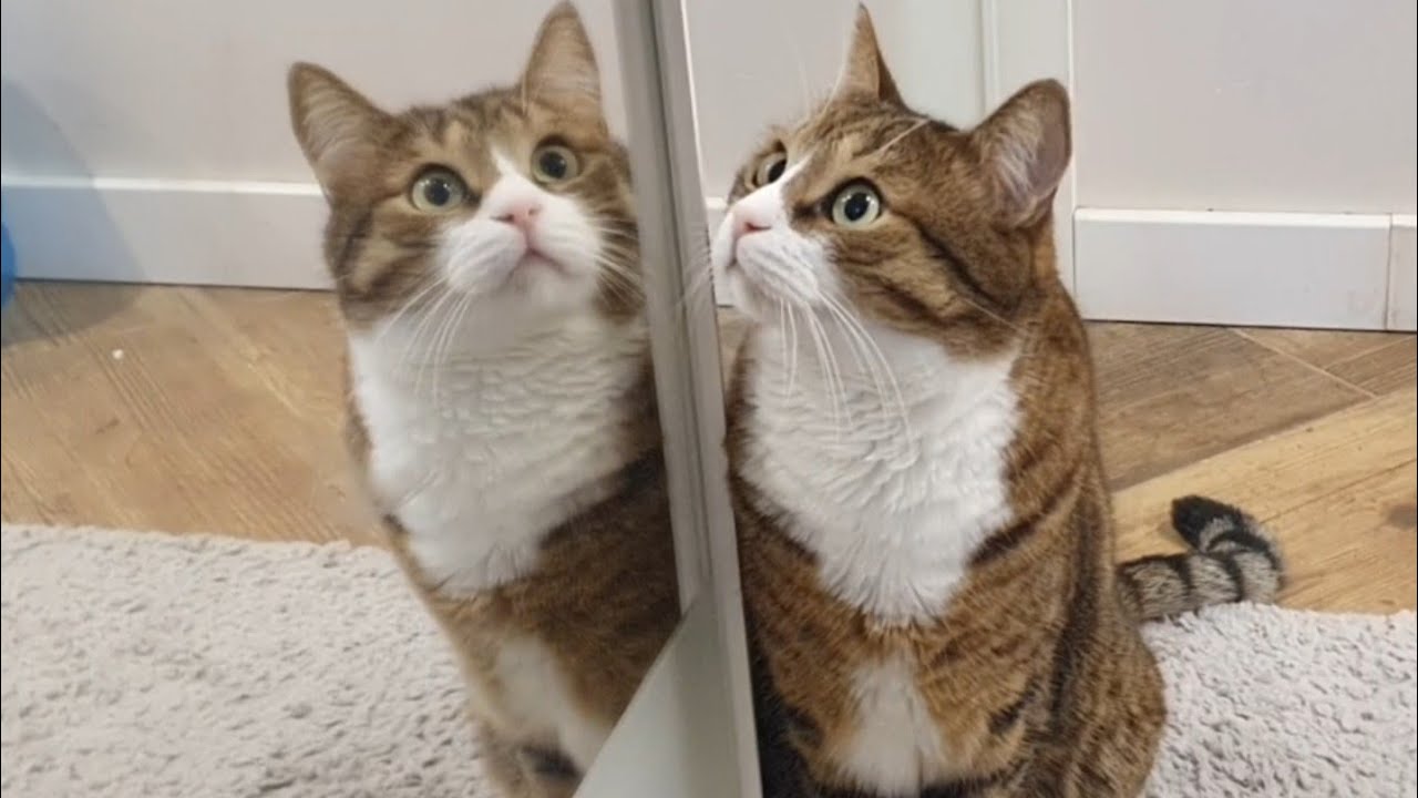 Зробили вакцинацію💉 Феді та Борі.🐈‍⬛ Вакцинуєте своїх, чи ні?🐈
