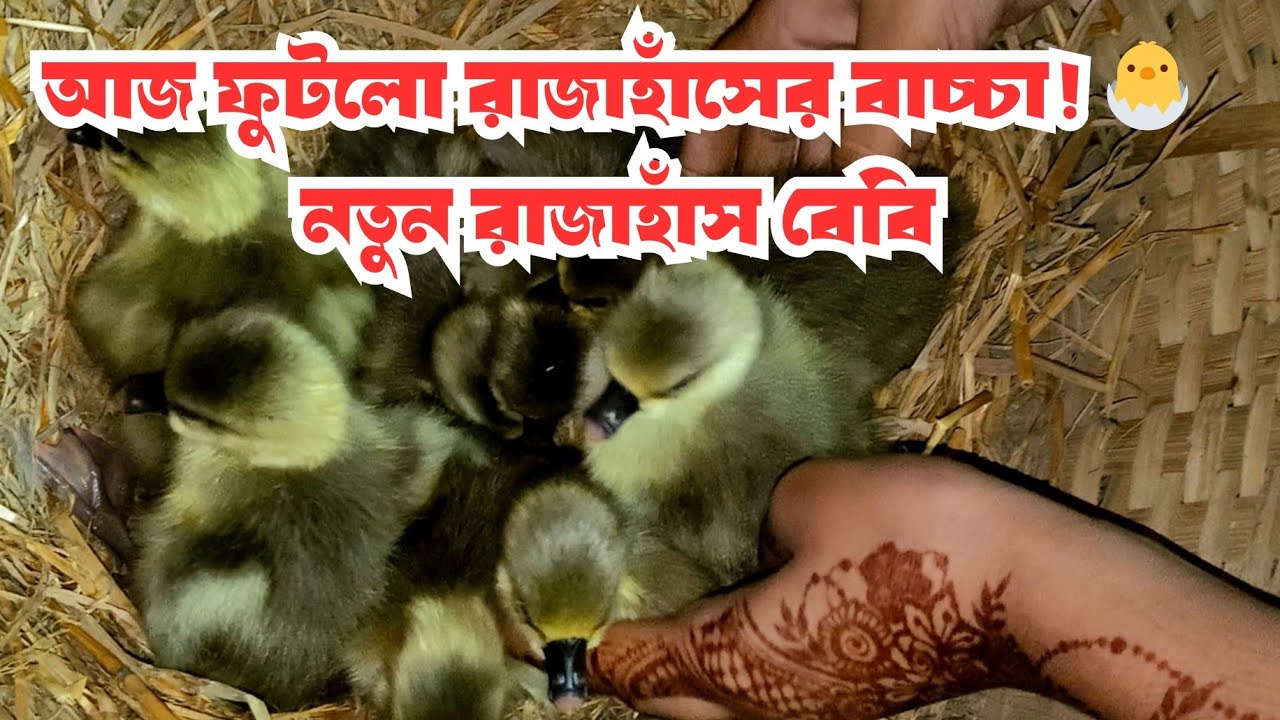 আজ ফুটলো আমার রাজাহাঁসের বাচ্চা | আল্লাহর রহমতে সবাই সুস্থ।
