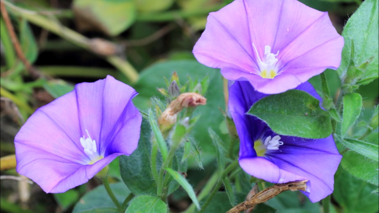 Convolvulus mauritanicus