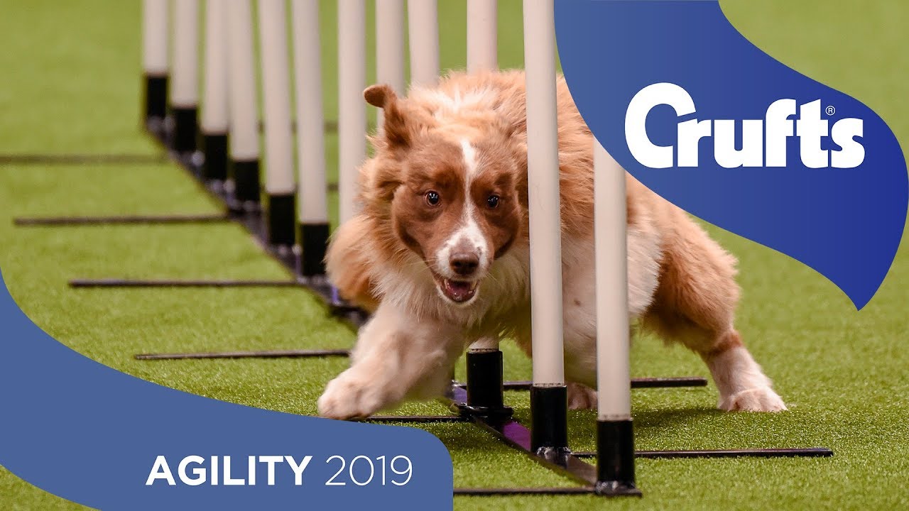 Agility - Crufts Team Large Final Part 1 | Crufts 2019