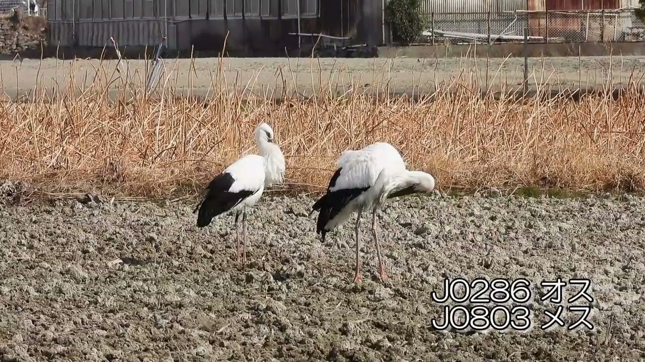 鳴門コウノトリ 2026/02/05 撮影 成長記録 徳島県鳴門市