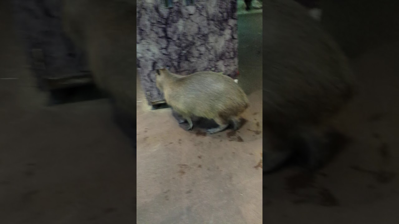 The biggest rat on earth!