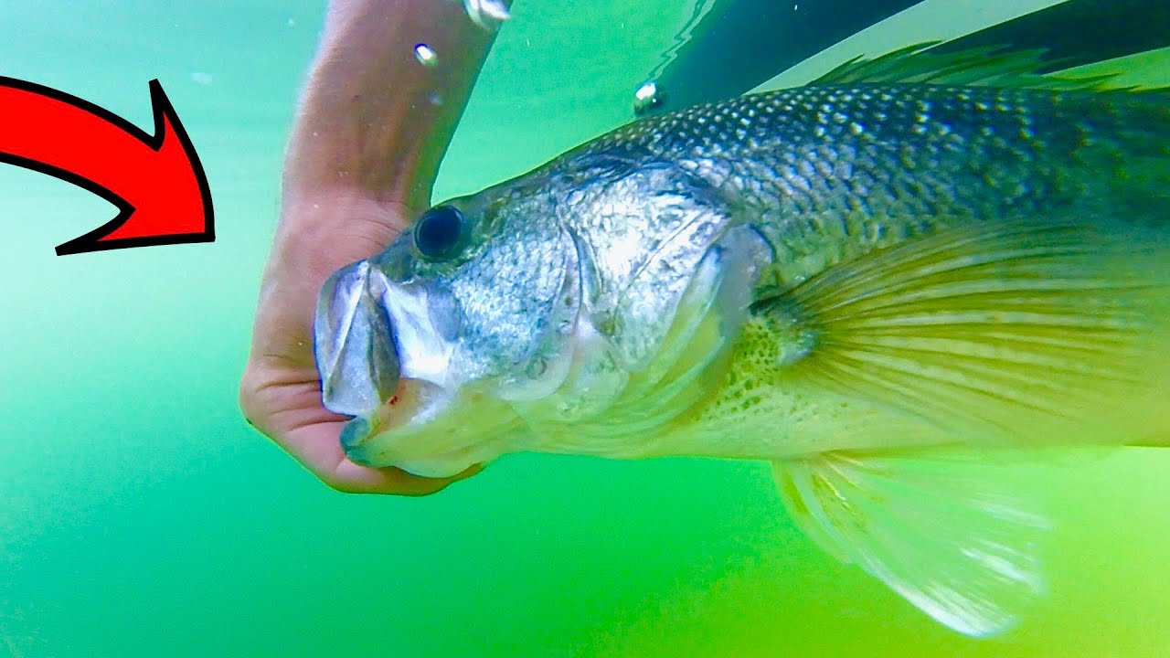 fishing LAKE JOCASSEE for whatever bites!!!