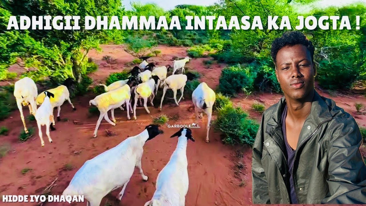 ADHIGII INTUU DHARGAY AYUU KALA LUMAY !