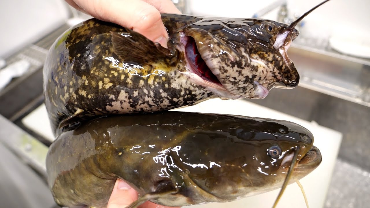 生きてる2種類のナマズを刺身で食べてみた。