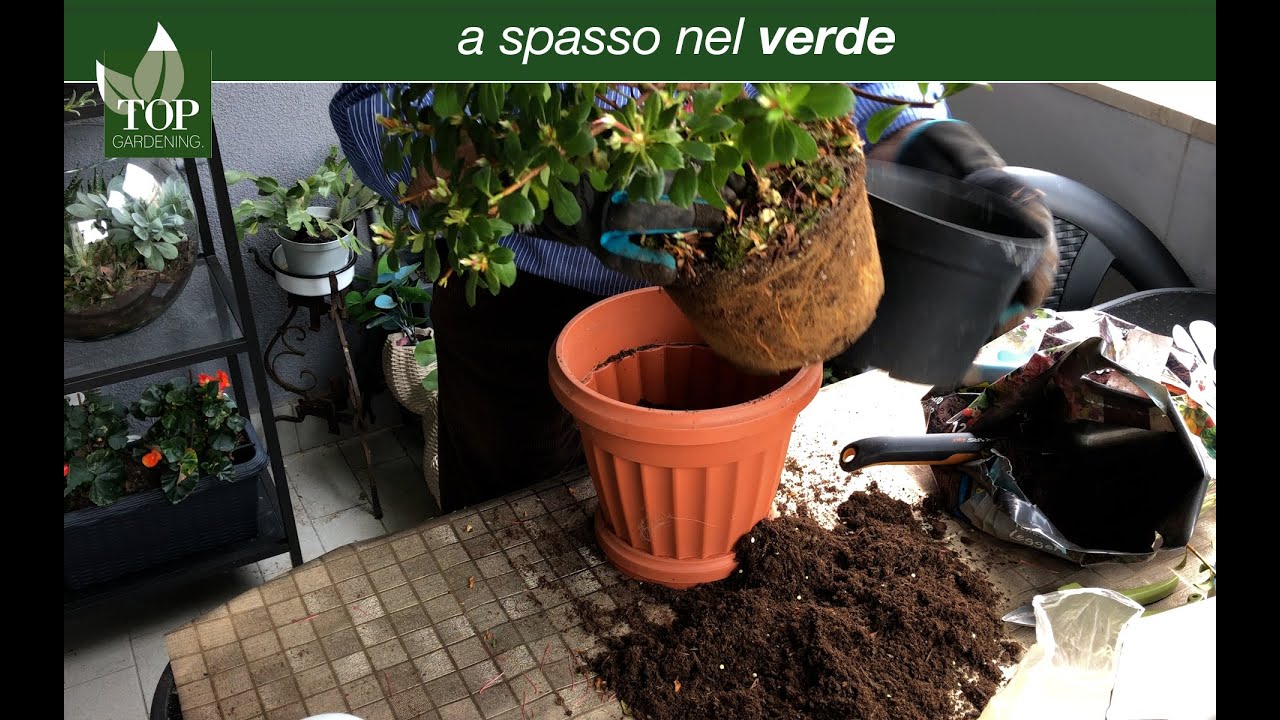 L'azalea dopo la fioritura / 2 | topgardening