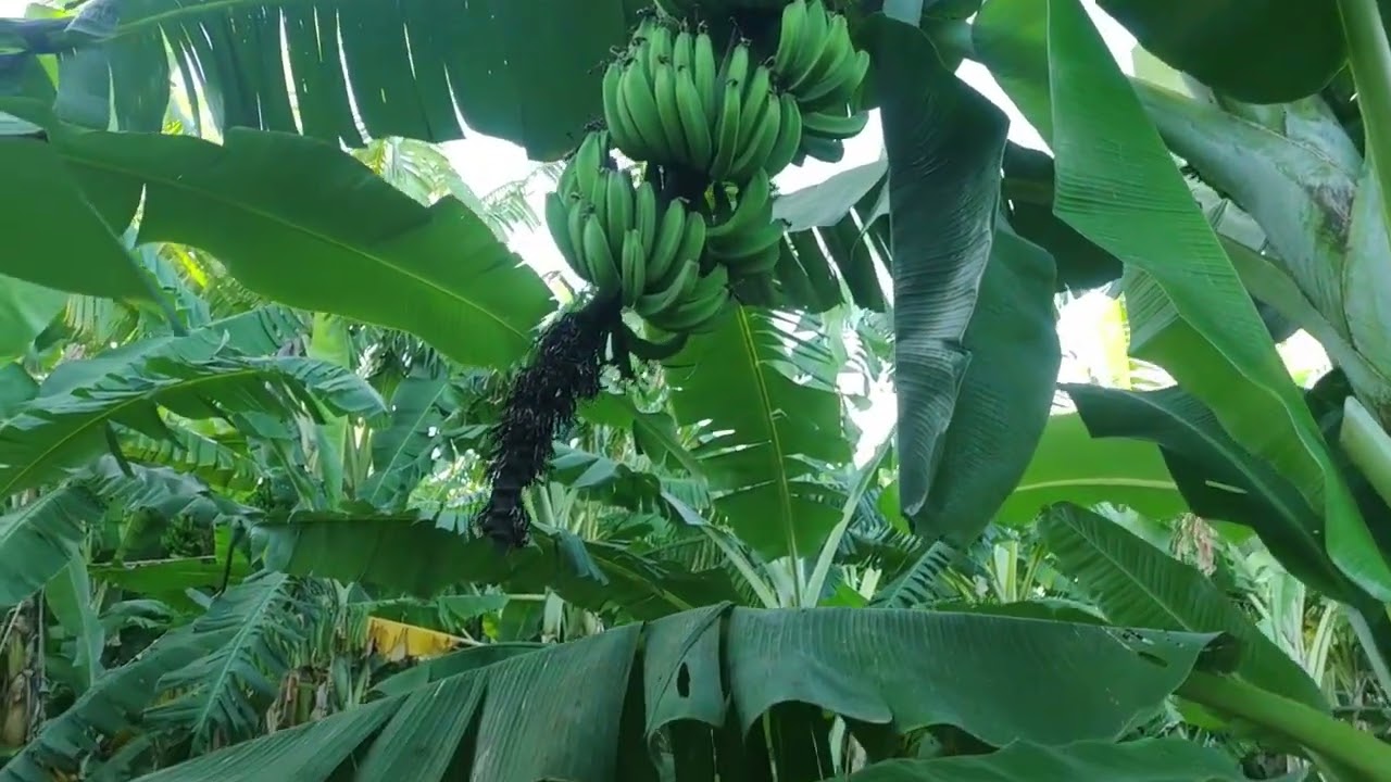 Meu PLANTIO de BANANA PRATA, PACOVAN