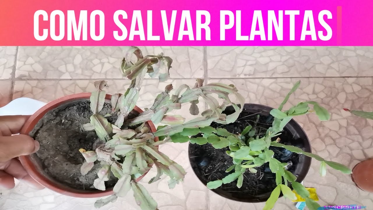 COMO SALVAR PLANTAS DE LA PUDRICION Y RECUPERAR PLANTAS TRISTES