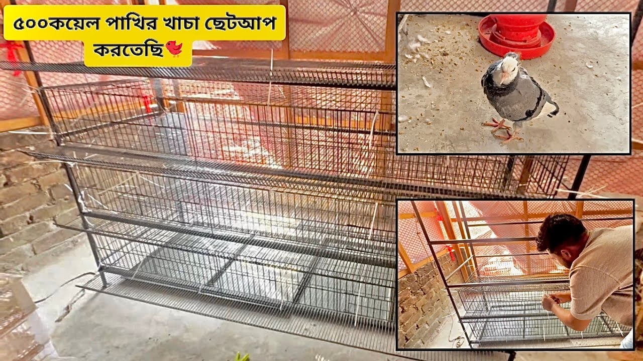 ৫০০কয়েল পাখির খাচা ছেটআপ করতেছি🐦